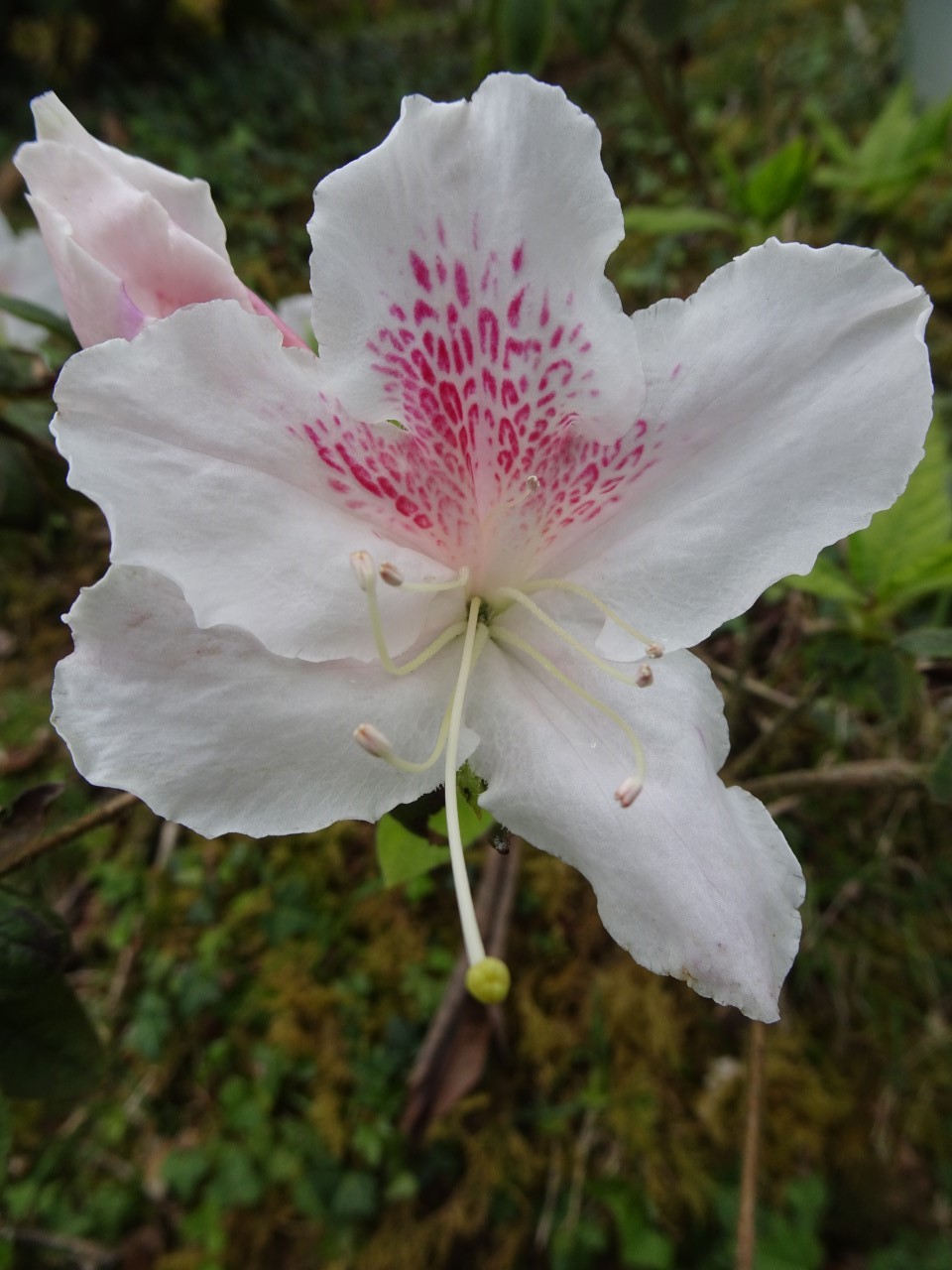 'Sekidera'